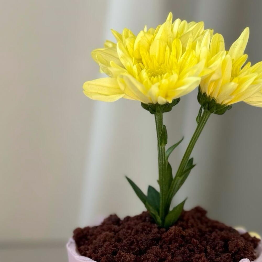 Бенто макси для мамочке