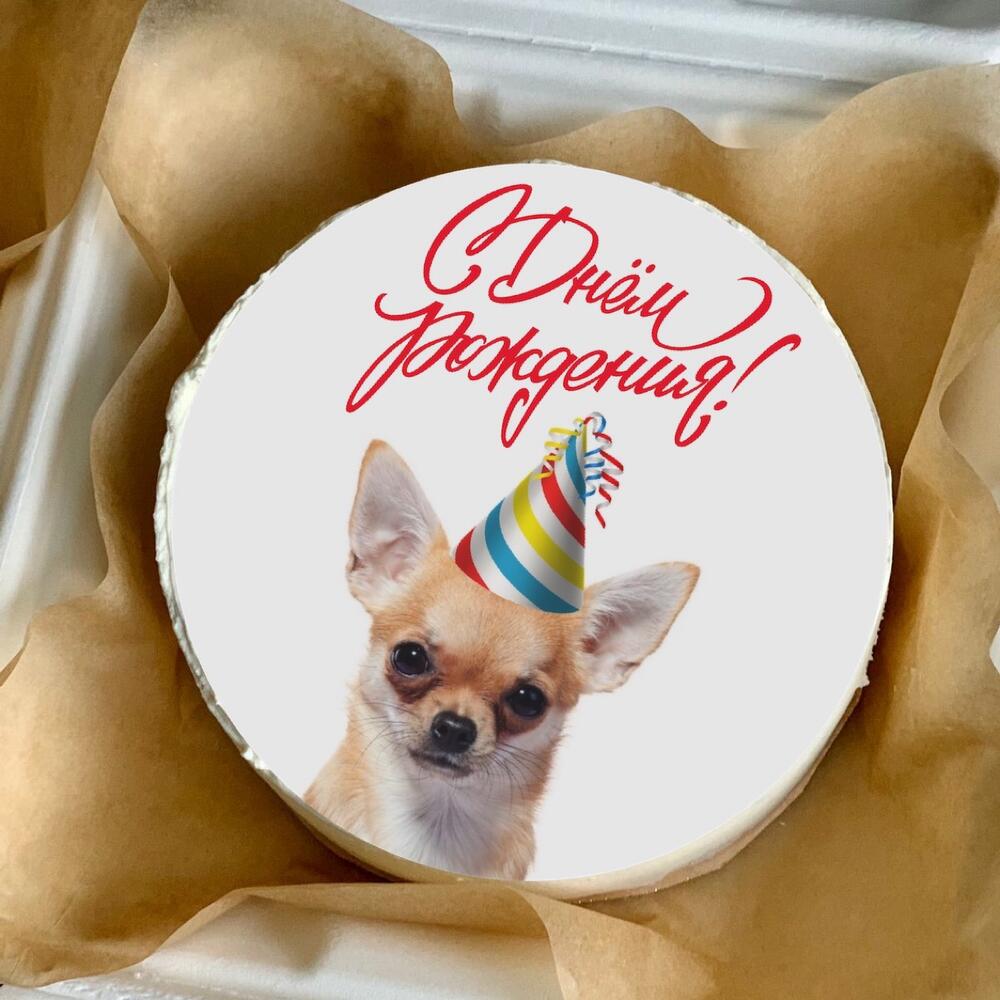 Бенто торт (800гр) - Чихуахуа ДР