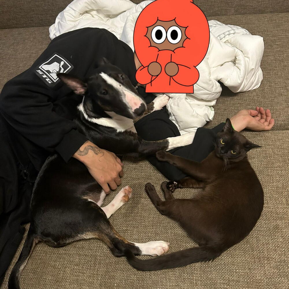 Бенто-торт «Любимцы»