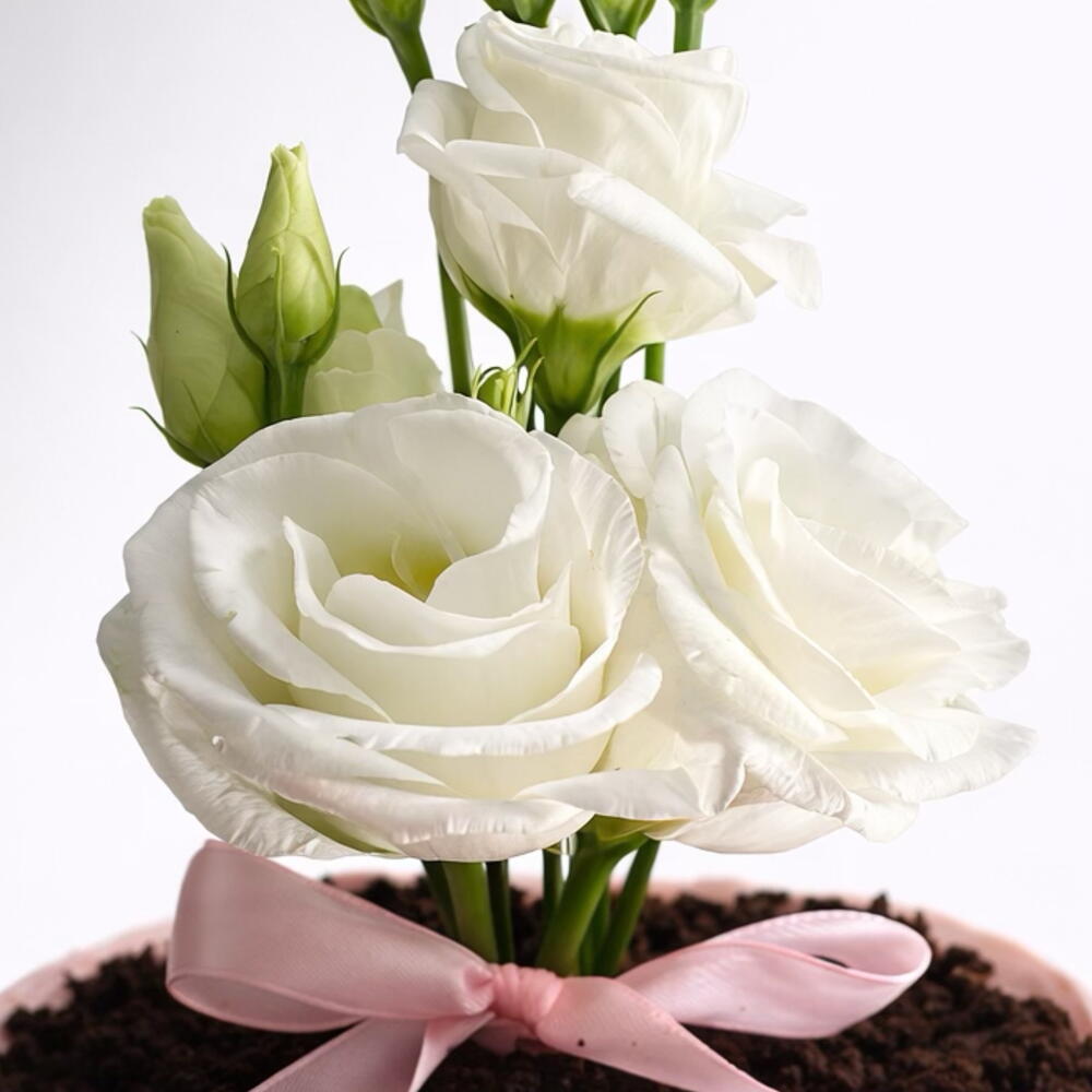 Бенто торт «цветочный горшок»